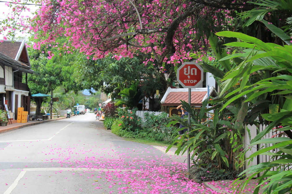 Wisdom Laos Hotel Luang Prabang Exterior photo